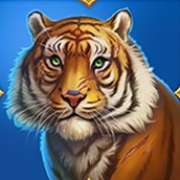 Amur tiger symbol in Tiger Tiger pokie