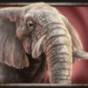 Elephant symbol in Savanna Roar pokie