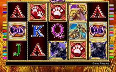 Cats pokie NZ