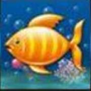 Ocean Tale: Sea fish