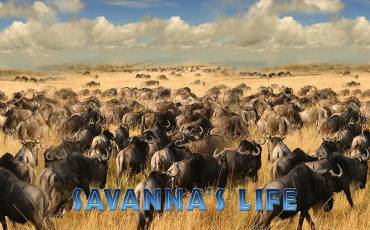 Savanna`s Life pokie NZ